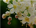Filipendula hexapetala 1